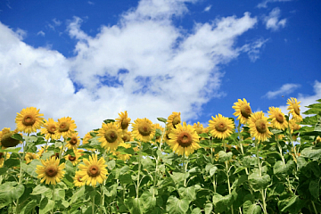 定休日が変わります