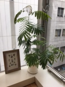 みぃっつぁん　銀座　美容室　muruchura